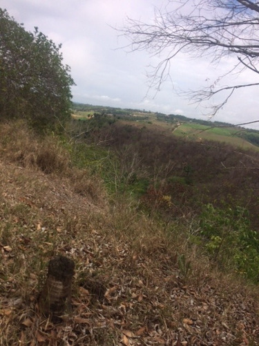 Imagem 10 de 18 de Ótimo Sítio 14 Hec, Não Tem Benfeitoria, Estrada De Aldeia Km 33 Em Paudalho Aceito Carro - St00007