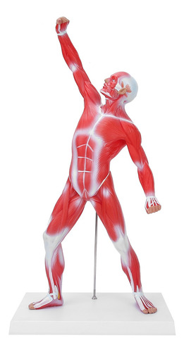 Modelo De Sistema Muscular De 50 Cm