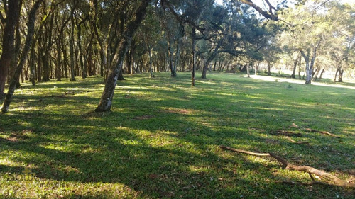 Imagem 9 de 29 de Terreno A Venda No Bairro Campina Da Barra Em Araucária - - 5584-1