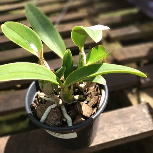 Orquídea C/10 Cattleya Walkeriana Tipo (muda Sem Flor)