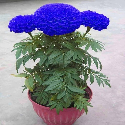 50 Semillas De Crisantemo Azul