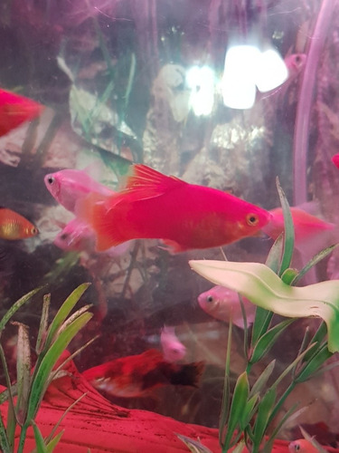 Pez Platy Velifero