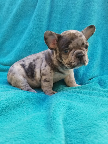 Cachorros Bulldog Francés Blue Merle Medellín Bogotá Cali 