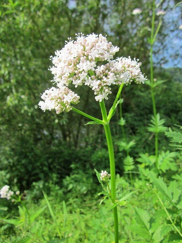 Semillas De Valeriana  Officinalis  Bello Jardin 