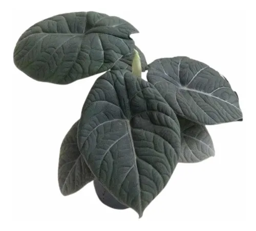 Alocasia Maharani - Alocasia Grey Dragon