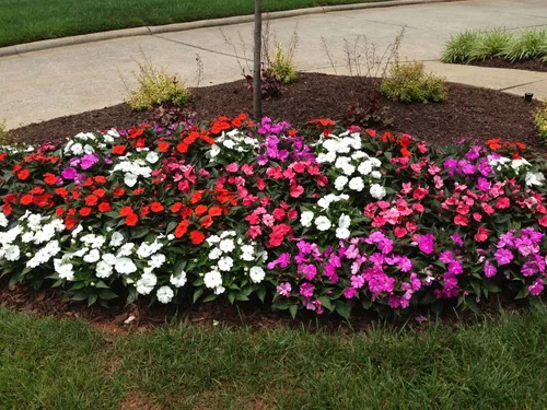 Flor SunPatiens: características, como cultivar e muito mais. Conheça!