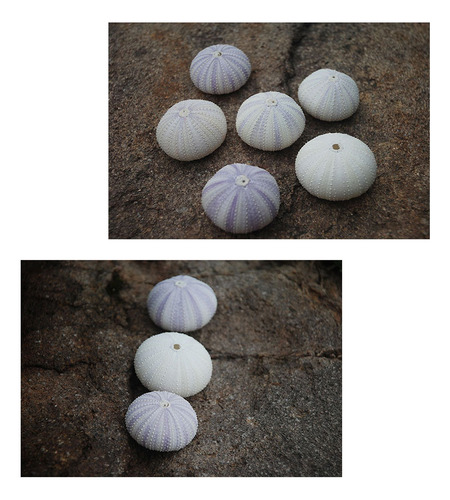 Conchas De Erizo De Mar, Cáscara De Erizo De Mar, 3 Unidades
