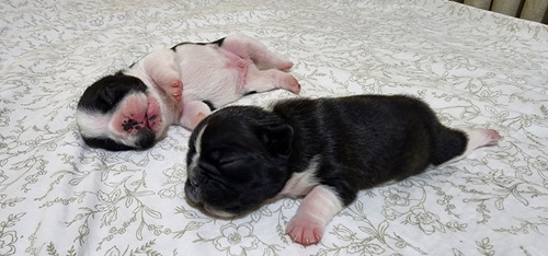 Cachorros Bulldog Frances