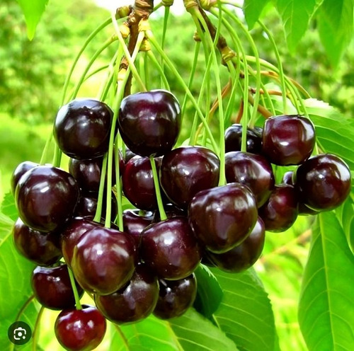 Campo De Cerezos En Venta - Produciendo - Chillan