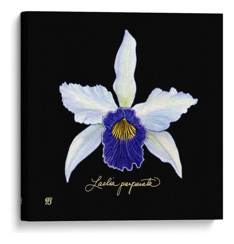 Canvas Lab Cuadro Orquídea Vívida Iv 70x70, Ginny Joyner