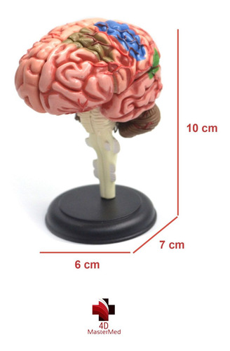 Anatomia Do Corpo Humano - Cérebro 4d Master Med