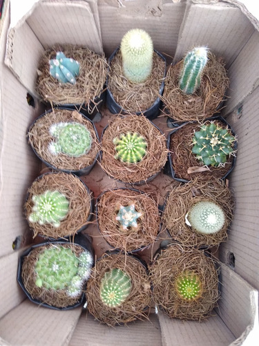 Imagen 4 de 8 de Caja De Cactus Y Suculentas 12pzs / Para Maceta De 4