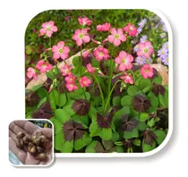 Comprar Bulbos De Oxalis (trébol D 4 Hojas) Import Holanda, Cant 16u