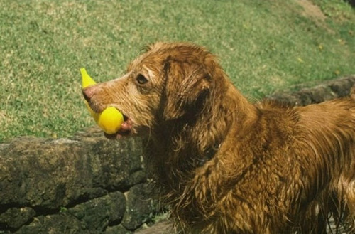 ... Juguete Interactivo Recargable Para Mascotas: Perra Geom