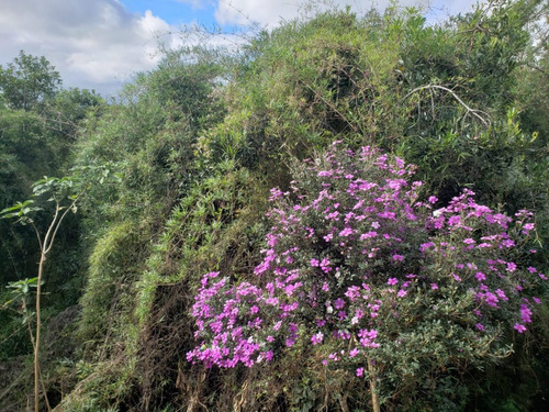 Imagem 10 de 10 de Chácara Em Campo Magro