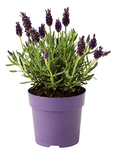 Planta Lavanda Rizada