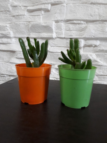 Crassula Ovata Gollum-suculenta-oreja De Shrek-maceta Nro 6