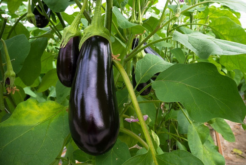 Semillas Berenjena X Sobre A Toda Huerta
