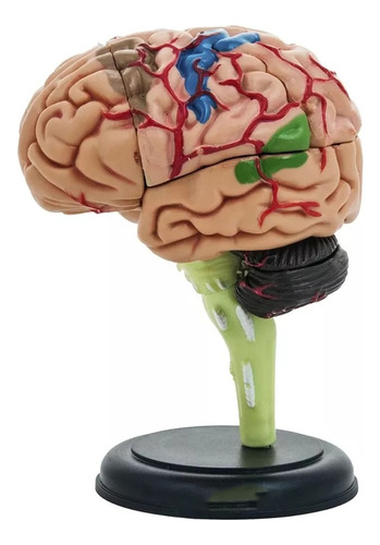 Modelo Anatómico Estudio Cerebro Humano Arterias Puzzle 4d