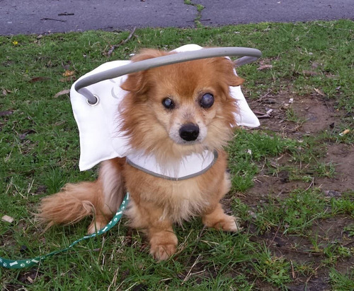 Muffins Halo Blind Dog Harness Guide Device Help For Blind