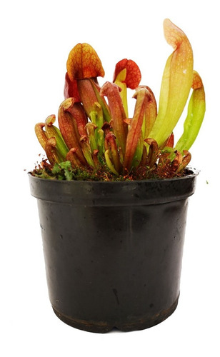 Planta Carnívora Sarracenia X Barbapapa - Swaniana