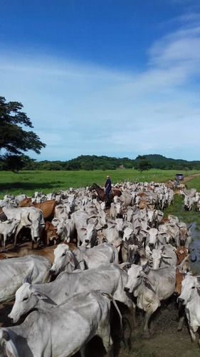 Imagen 10 de 14 de Grandiosa Finca En Via Al Baul 1200 Hectareas