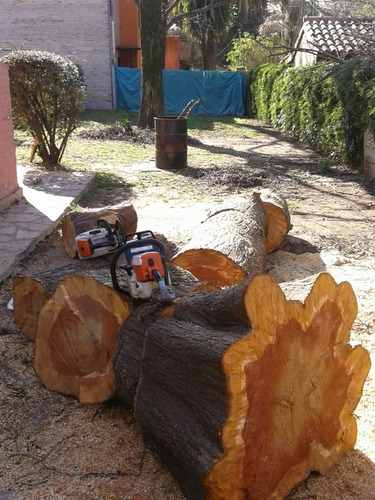 Poda, Tala/extracción De Arboles Y Palmeras Zona Sur -