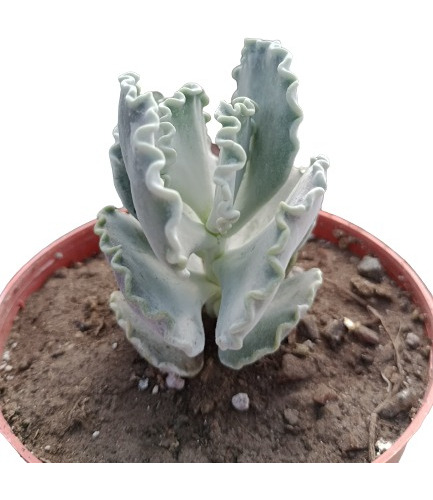 Cotyledon Undulata: