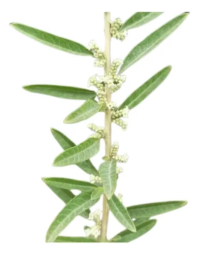 Burrito Burro Aloysia Polystachya Planta Aromática Nativa