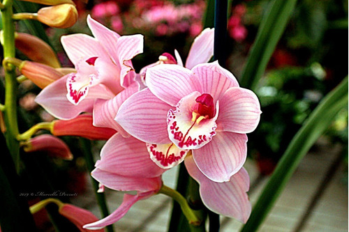 Orquídea Cymbidium Rosa Adulta | Parcelamento sem juros
