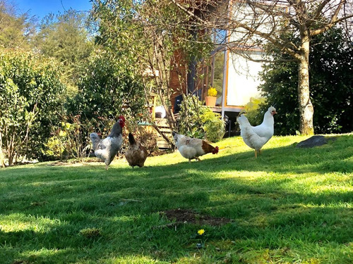 Complejo Turístico En Venta En Puerto Varas