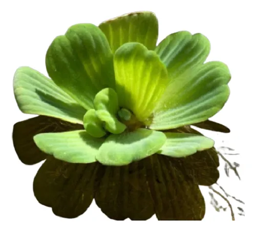 Planta Acuática: Pistia Stratiotes - Lechuguita De Agua