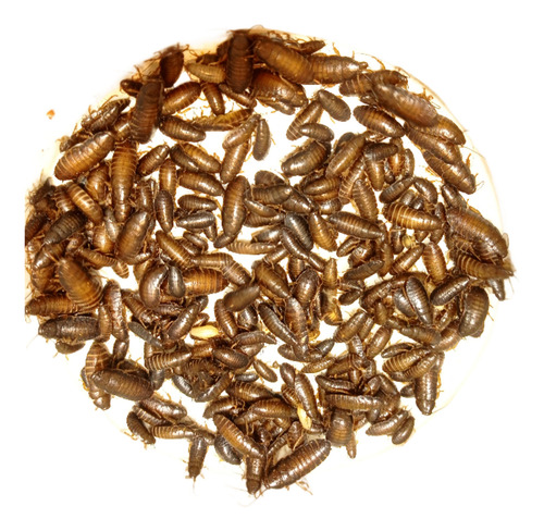 Alimento Para Reptiles Lobster Juvenil 750 Pzs