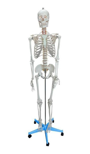 Esqueleto Humano De 1,70m De Altura