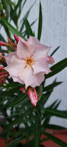 Laurel De Jardin/flor Envase 10 Litros Rosa Doble