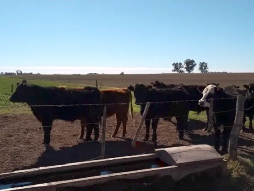 Imagen 7 de 8 de Se Vende Campo De 406 Has, En Embajador Martini, La Pampa