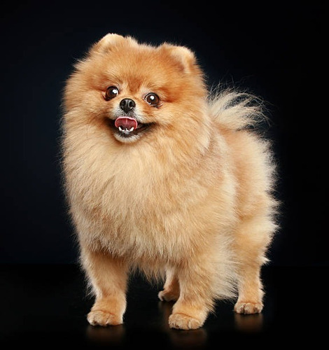 Cachorrito Pomerania Disponible Cachorro Pomeranie Puppy