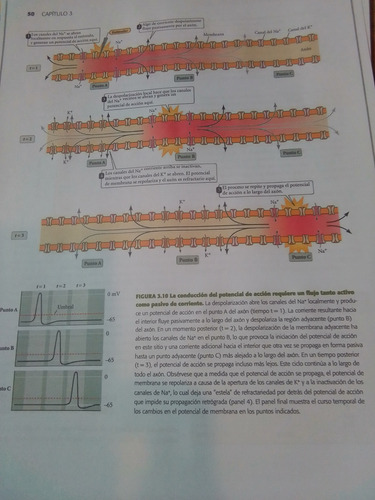 Purves Neurociencias 5ta Ed