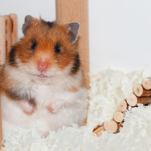Colchão De Areia Para Animais De Estimação Paper Bedding Rab