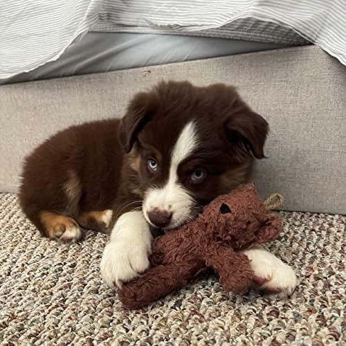 Juguete Para Perros Con Oso De Algodón Orgánico Spunky Pup |