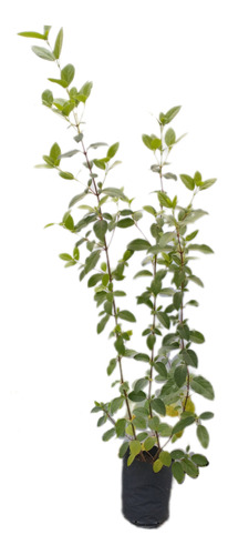 Laurentino ( Viburnum Tinus ). Cercos Vivos. Pack X 15