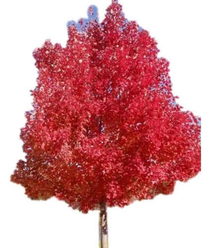 Arbol Fresno Rojo 20lts