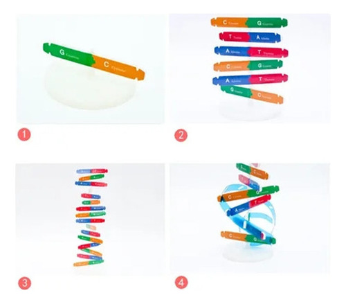 - Juguetes Didácticos De Estructura En Espiral Con Modelo
