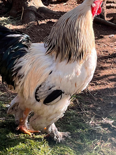 Gallo Brahma