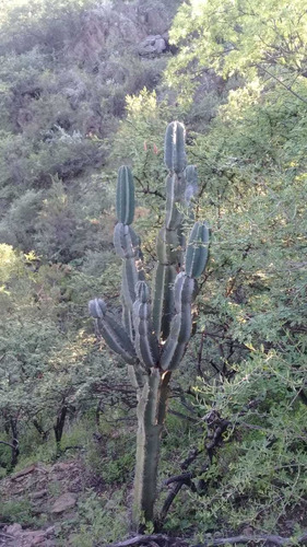 Imagen 11 de 11 de Campo En Las Sierras, Montañas Pero En Traslasierra $ 1.500.000 La Hectárea Al 020123