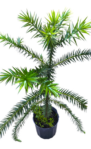 Araucaria Angustifolia: El Guardián De Los Bosques