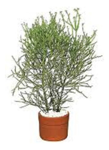 10 Estacas De Avelós, 20 Cm Para Produção De Mudas. Leia Branco