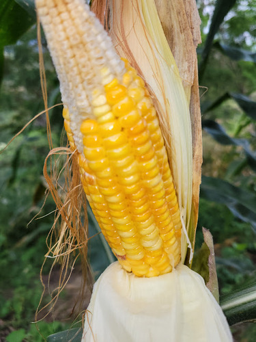 500 Semillas De Maiz Ocho Corridas Variedad Chilena Antigua 