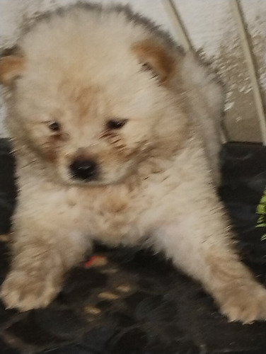 Filhotes De Chow Chow