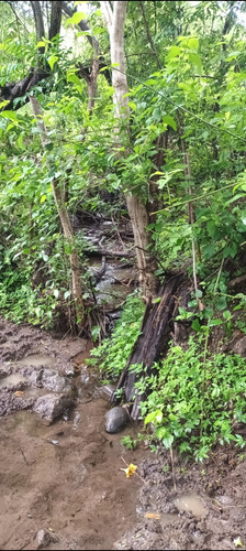 Imagen 18 de 30 de Se Vende Finca De 154 Manzanas